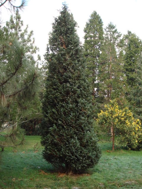 Chamaecyparis lawsoniana 'Columnaris Glauca'